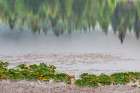 Alaska-Sitka Forest reflection in Swan Lake Art Print